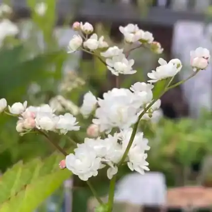 Foto von Gefülltblühende Rüsterstaude 'Plena' (Filipendula vulgaris 'Plena')