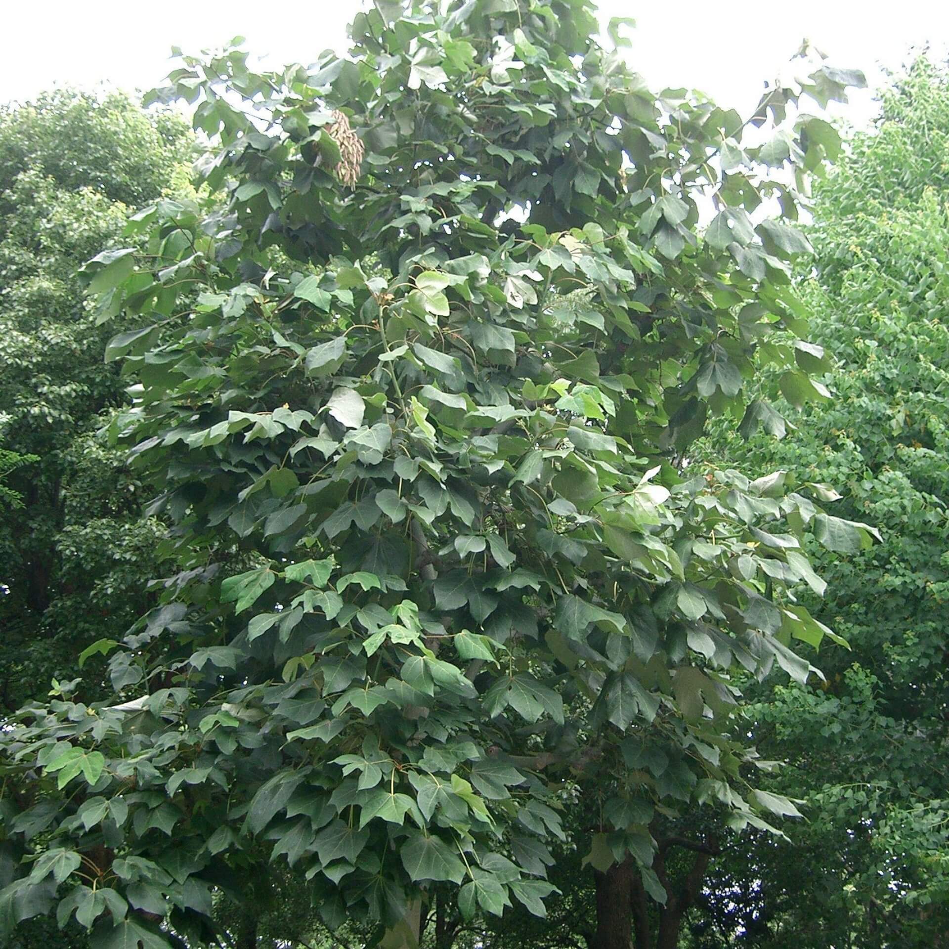 Chinesische Sonnenschirmbaum (Firmiana simplex)