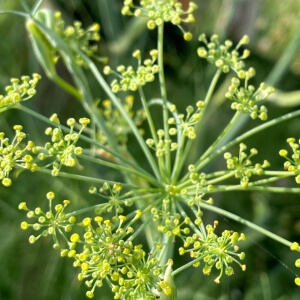 Foeniculum vulgare