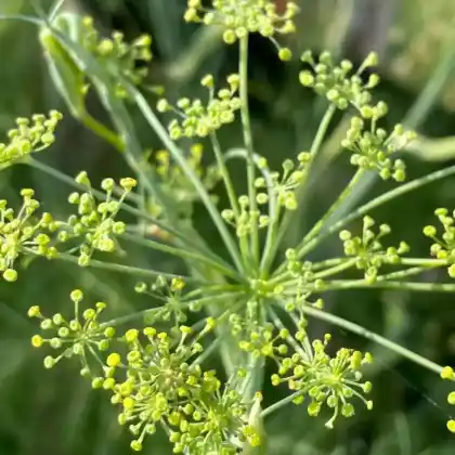 Foto von Fenchel (Foeniculum vulgare)