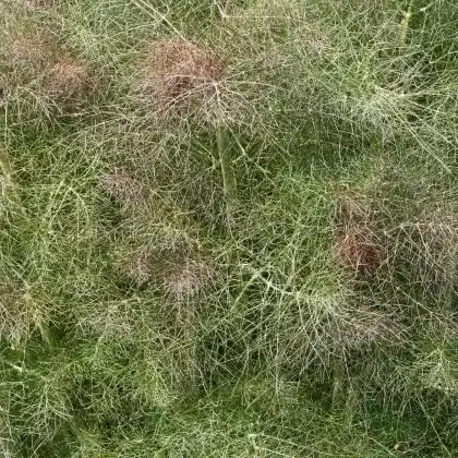 Foto von Bronze-Fenchel (Foeniculum vulgare 'Rubrum')