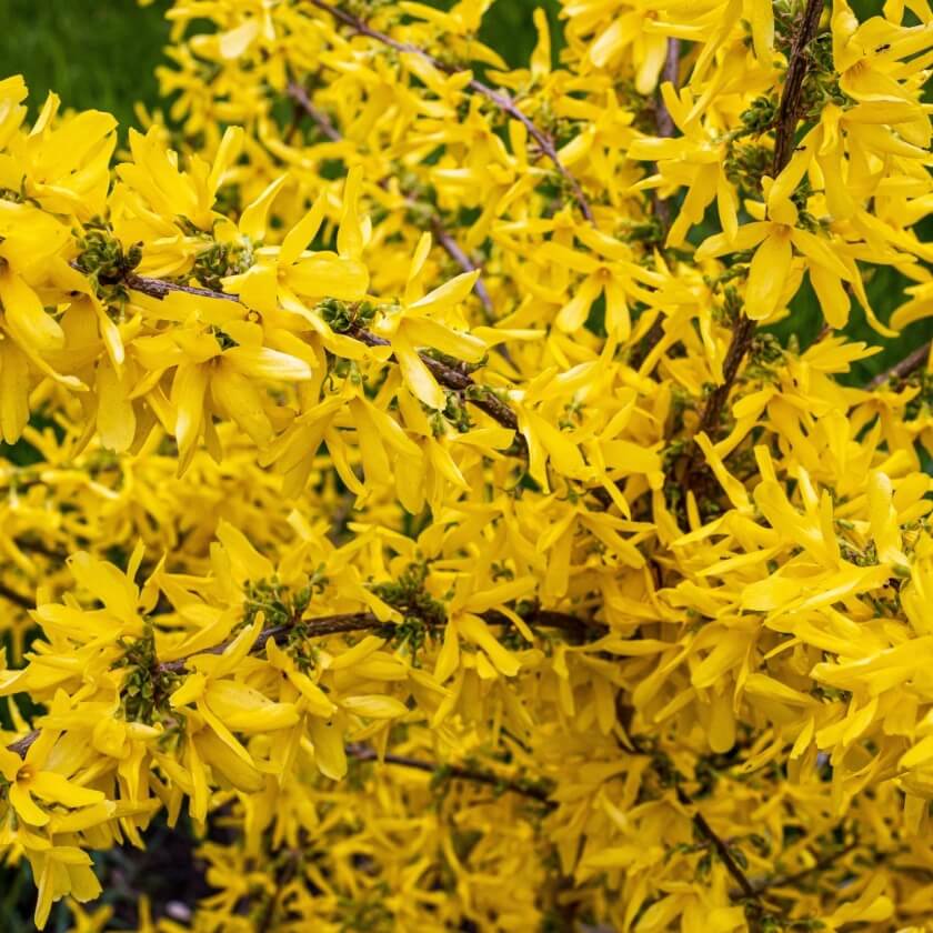 GartenForsythie / Forsythia x intermedia