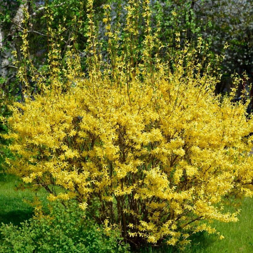 GartenForsythie / Forsythia x intermedia