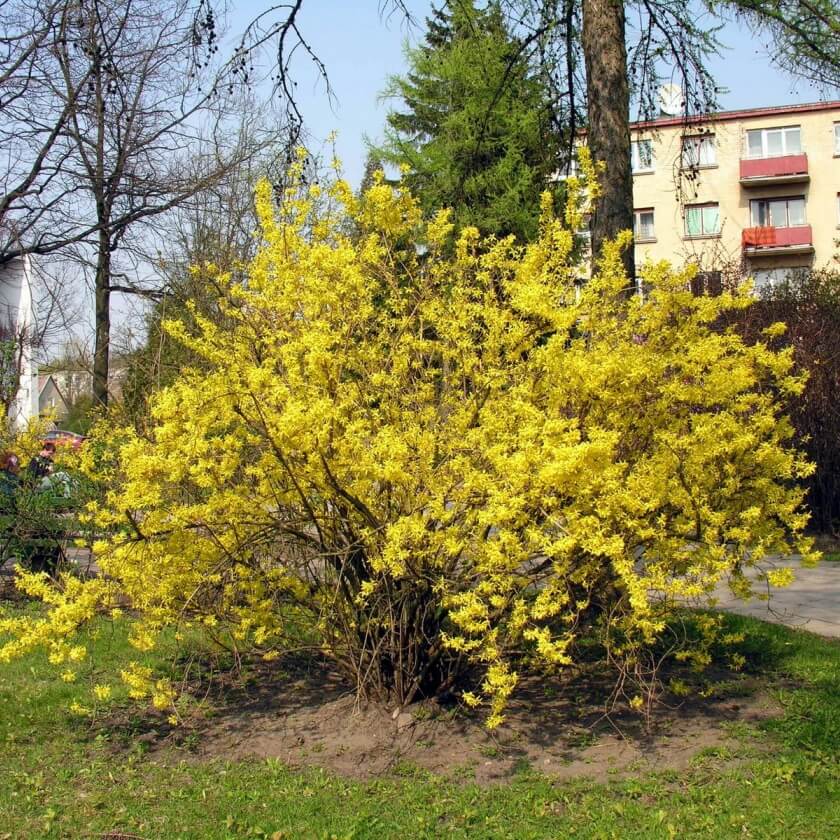 GartenForsythie / Forsythia x intermedia