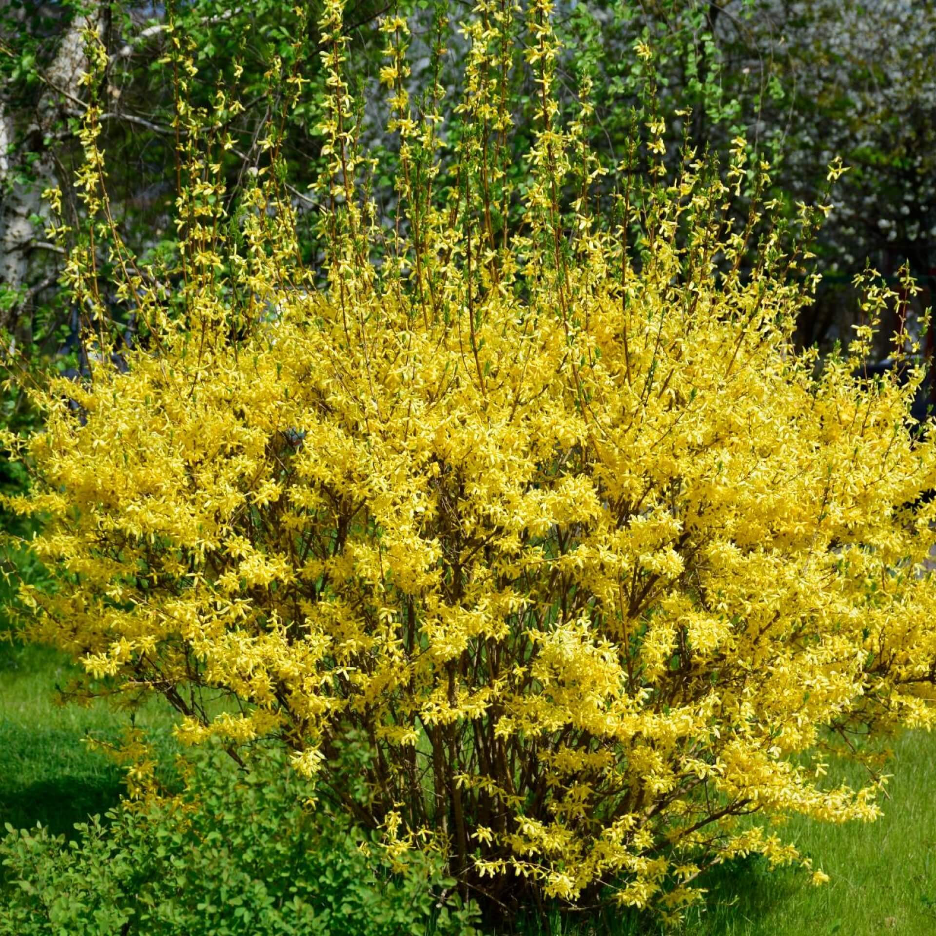 Garten-Forsythie (Forsythia x intermedia)