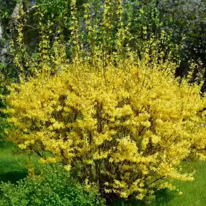 Foto von Garten-Forsythie (Forsythia x intermedia)