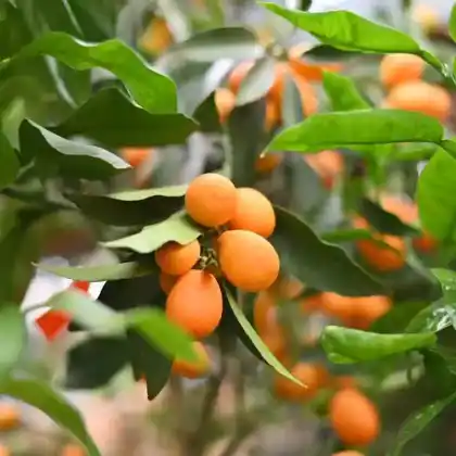 Foto von Ovale Kumquat (Fortunella margarita)