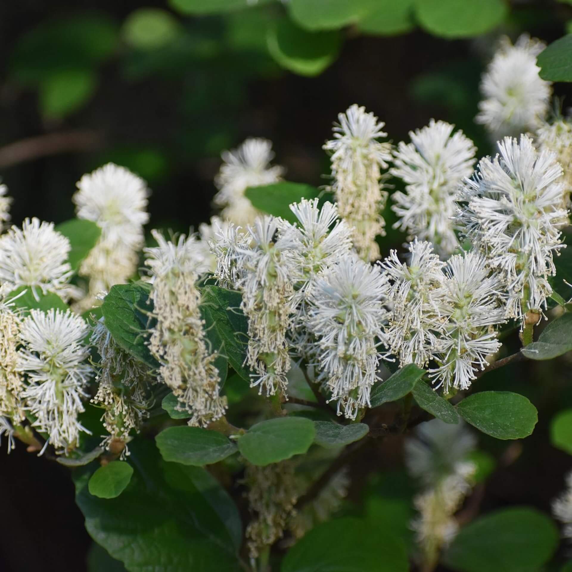 Zwerg-Federbuschstrauch (Fothergilla gardenii)