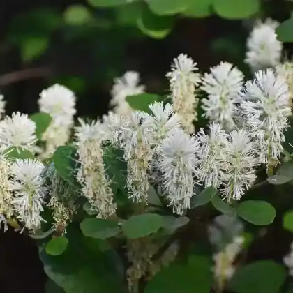 Foto von Zwerg-Federbuschstrauch (Fothergilla gardenii)