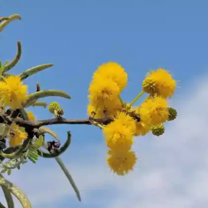 Foto von Karroo-Akazie (Acacia karroo)