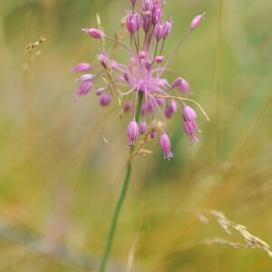 Allium carinatum subsp. pulchellum