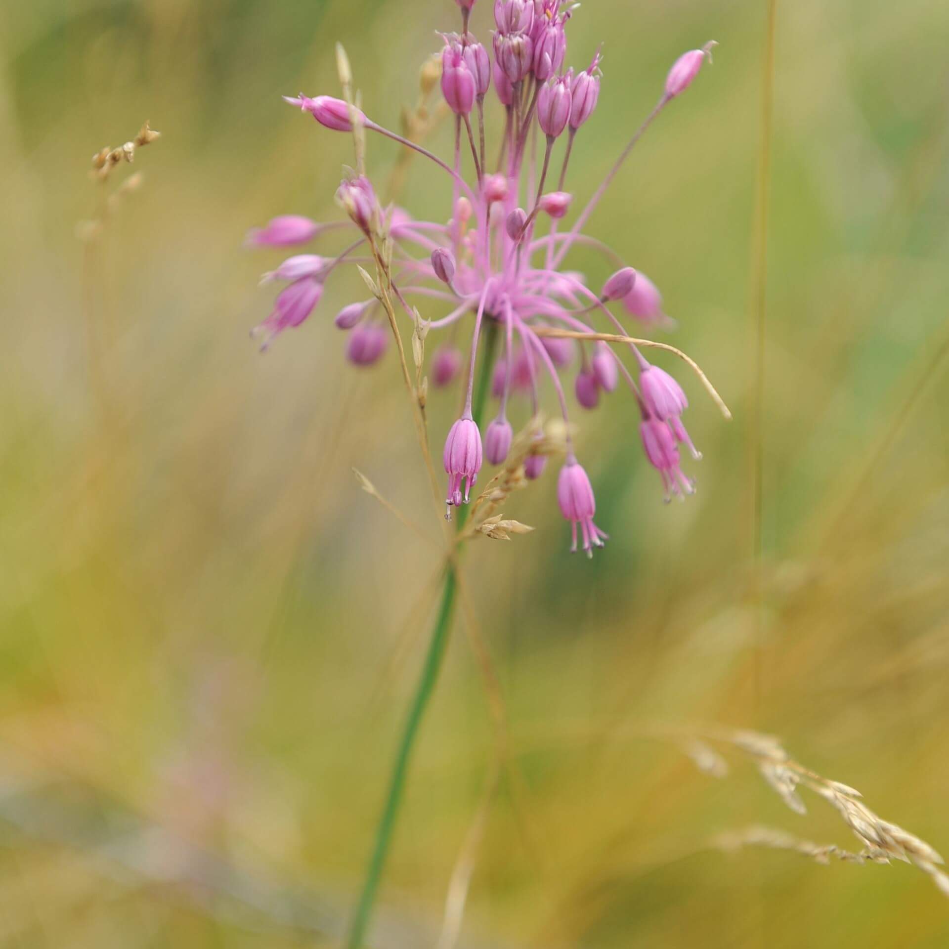 Schöner Kiel-Lauch (Allium carinatum subsp. pulchellum)