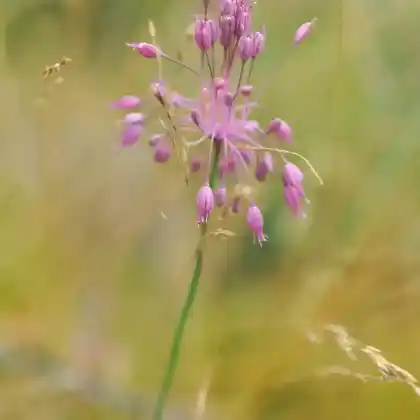 Foto von Schöner Kiel-Lauch (Allium carinatum subsp. pulchellum)