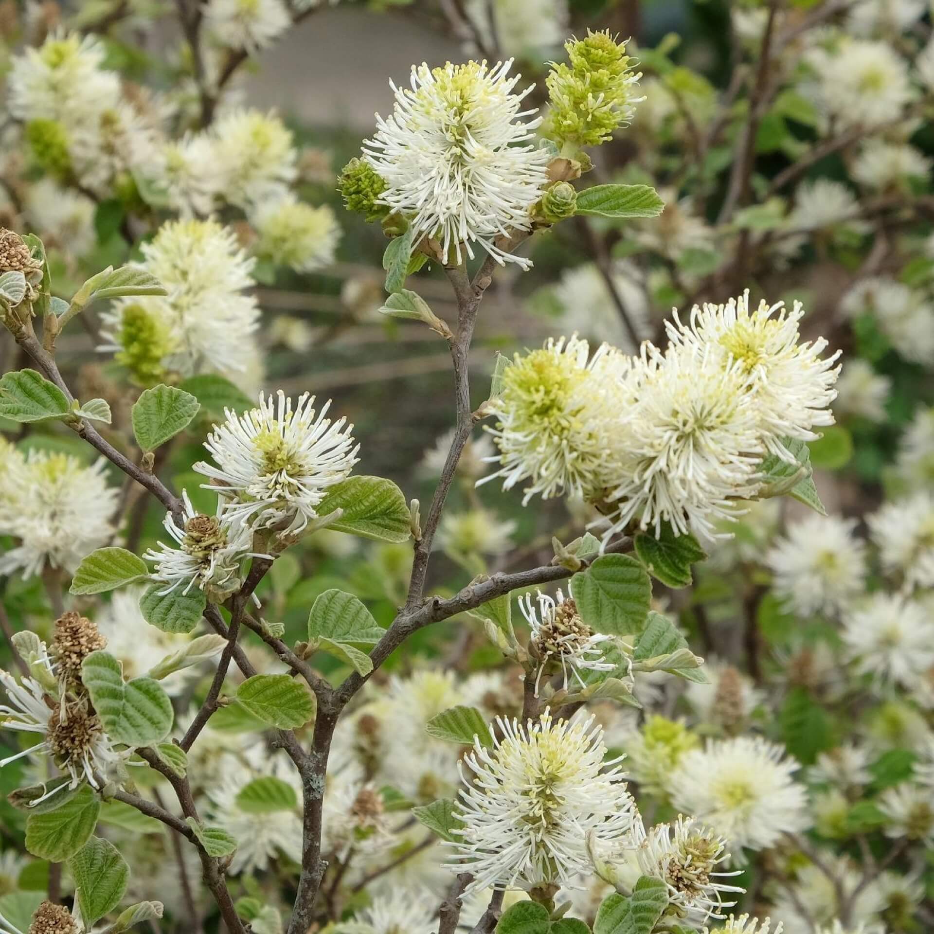 Hoher Federbuschstrauch (Fothergilla major)