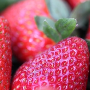 Fragaria 'Korona'