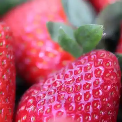 Foto von Erdbeere 'Korona' (Fragaria 'Korona')