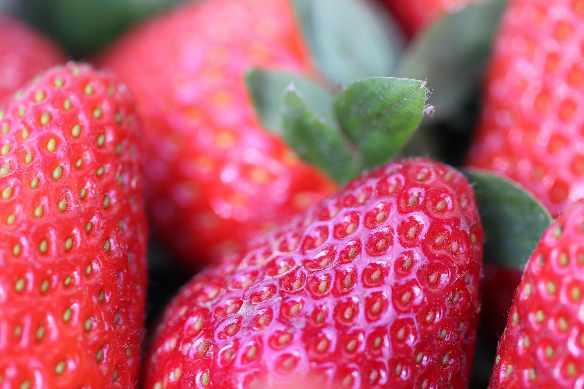 Erdbeere 'Korona' / Fragaria 'Korona'