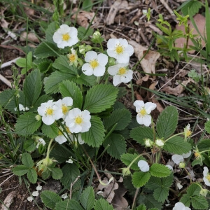 Fragaria moschata