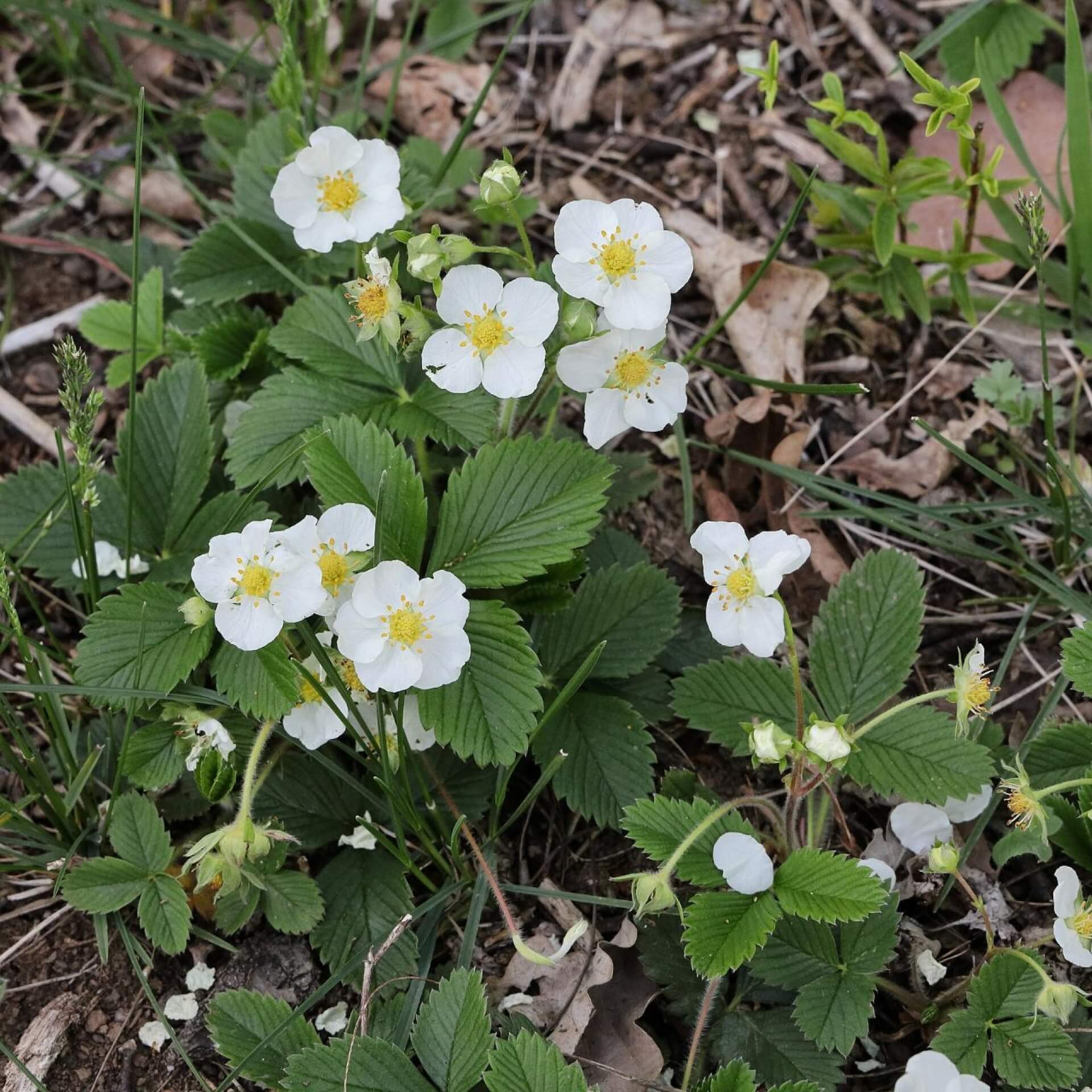 Zimt-Erdbeere (Fragaria moschata)