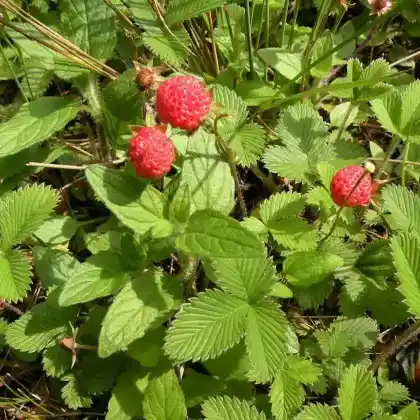 Foto von Himalaya-Erdbeere (Fragaria nubicola)