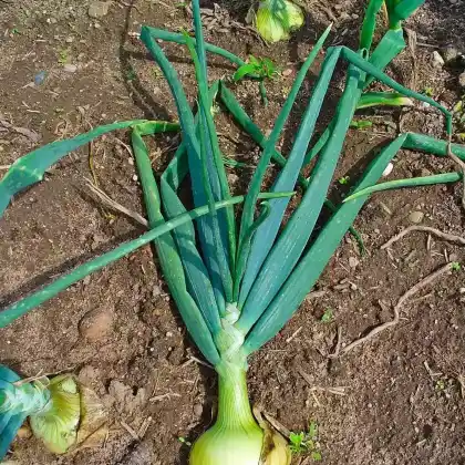 Foto von Zwiebel (Allium cepa)