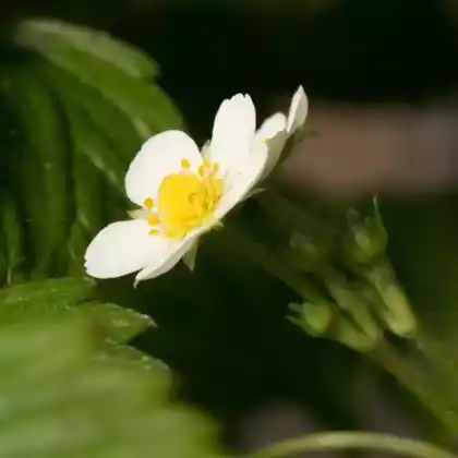 Foto von Monats-Erdbeere 'Alexandria' (Fragaria vesca var. semperflorens 'Alexandria')