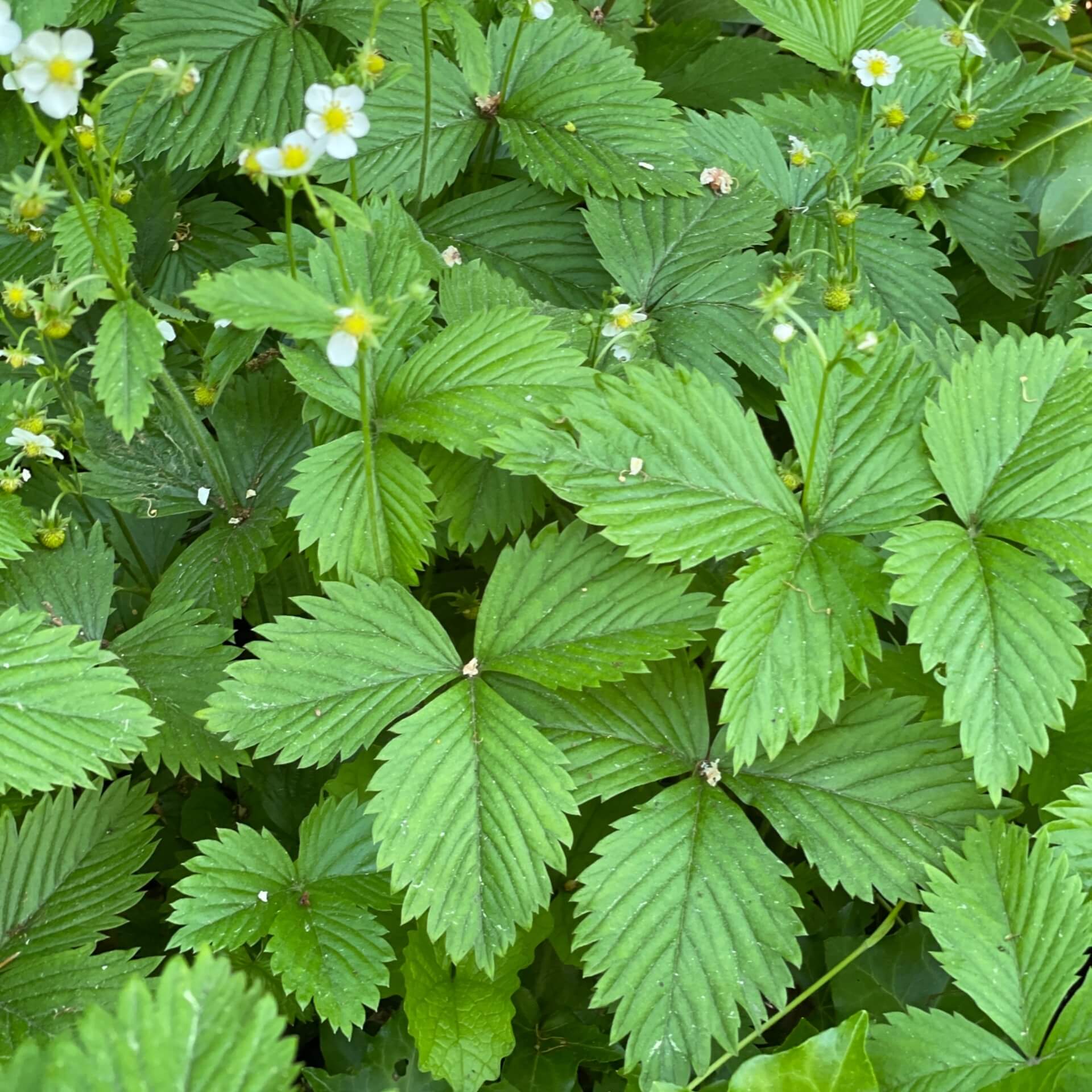 Wald-Erdbeere (Fragaria vesca var. vesca)