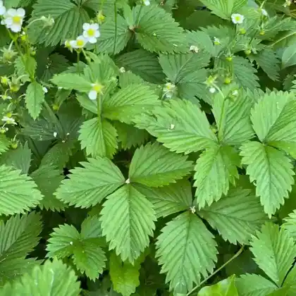 Foto von Wald-Erdbeere (Fragaria vesca var. vesca)
