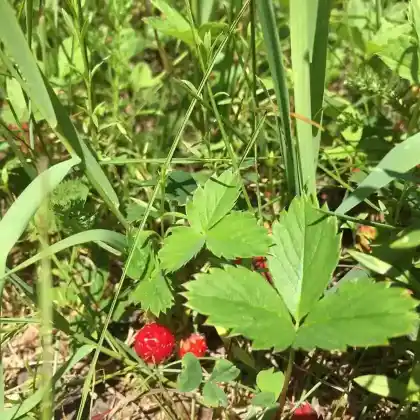 Foto von Scharlach-Erdbeere (Fragaria virginiana)