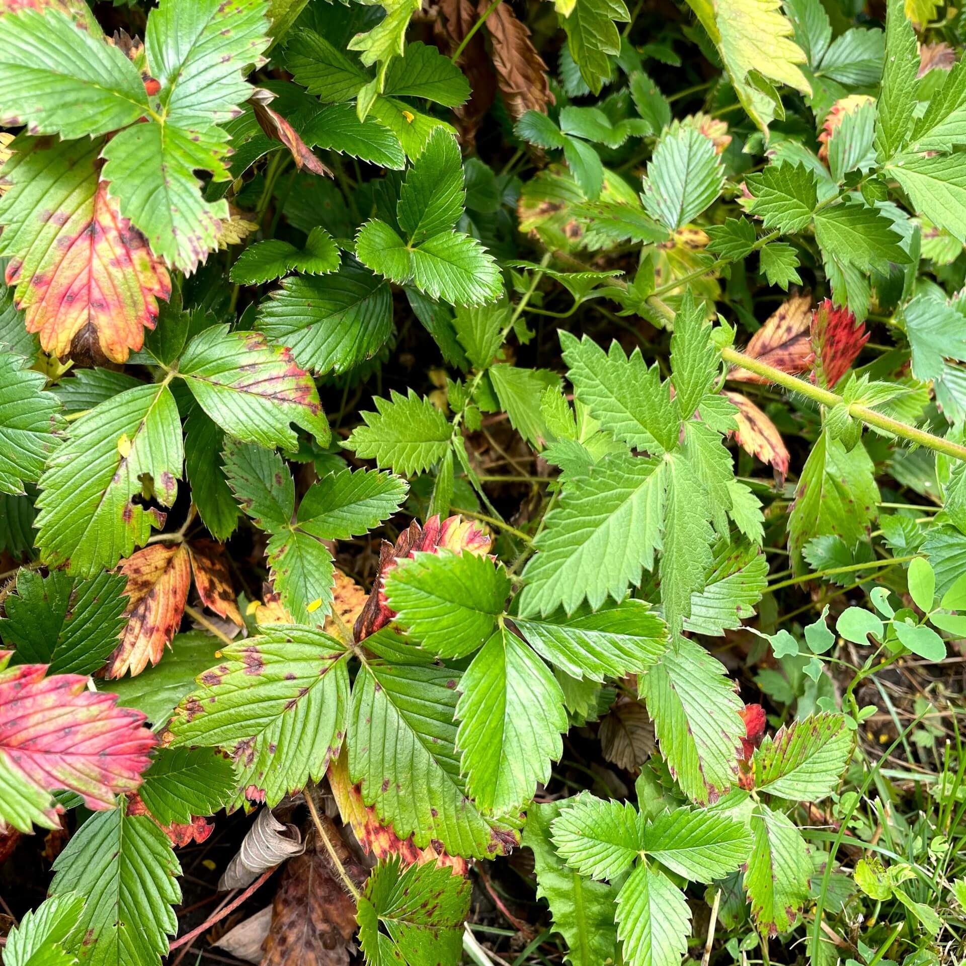 Knack-Erdbeere (Fragaria viridis)