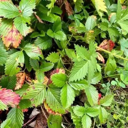Foto von Knack-Erdbeere (Fragaria viridis)