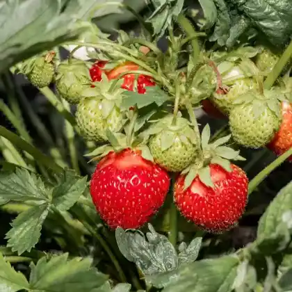 Foto von Garten-Erdbeere (Fragaria x ananassa)