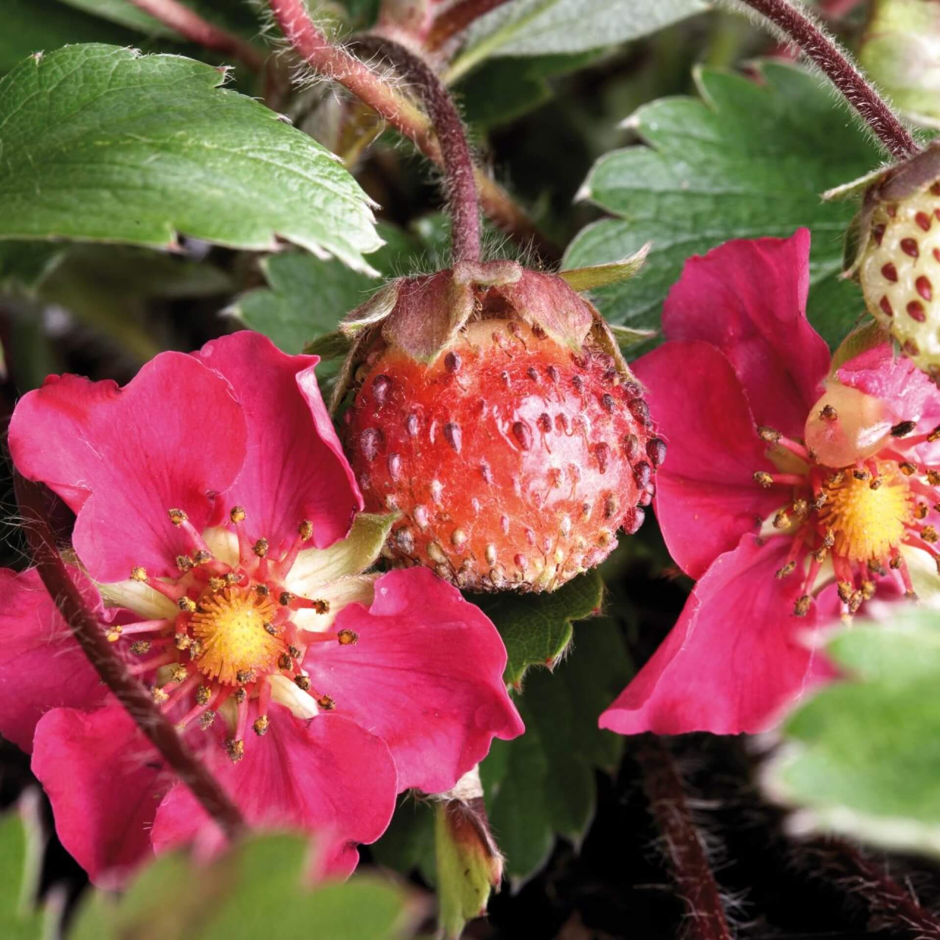 Zier-Erdbeere 'Lipstick' (Fragaria x ananassa 'Lipstick')