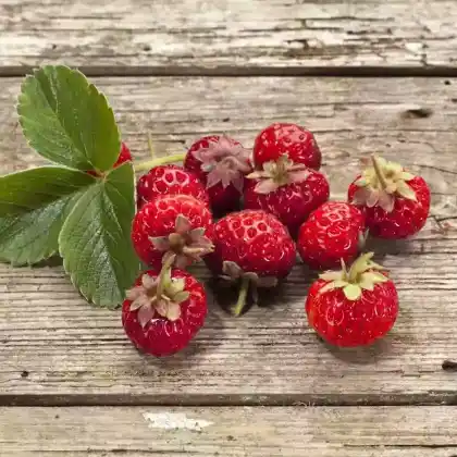 Foto von Erdbeere 'Mieze Schindler' (Fragaria x ananassa 'Mieze Schindler')