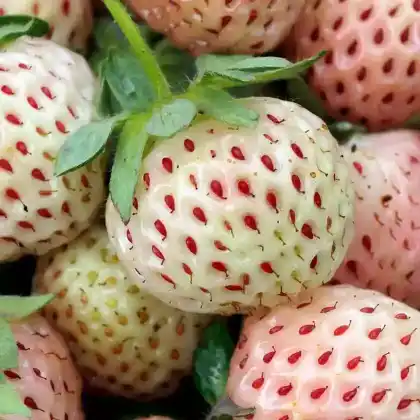 Foto von Erdbeere 'Weiße Frucht' (Fragaria x ananassa 'Weiße Frucht')