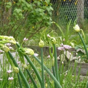 Etagenzwiebel (Allium cepa var. proliferum)