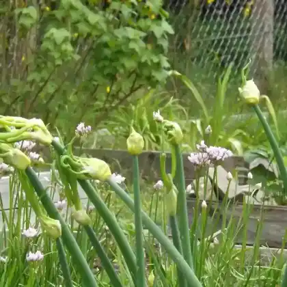 Foto von Etagenzwiebel (Allium cepa var. proliferum)