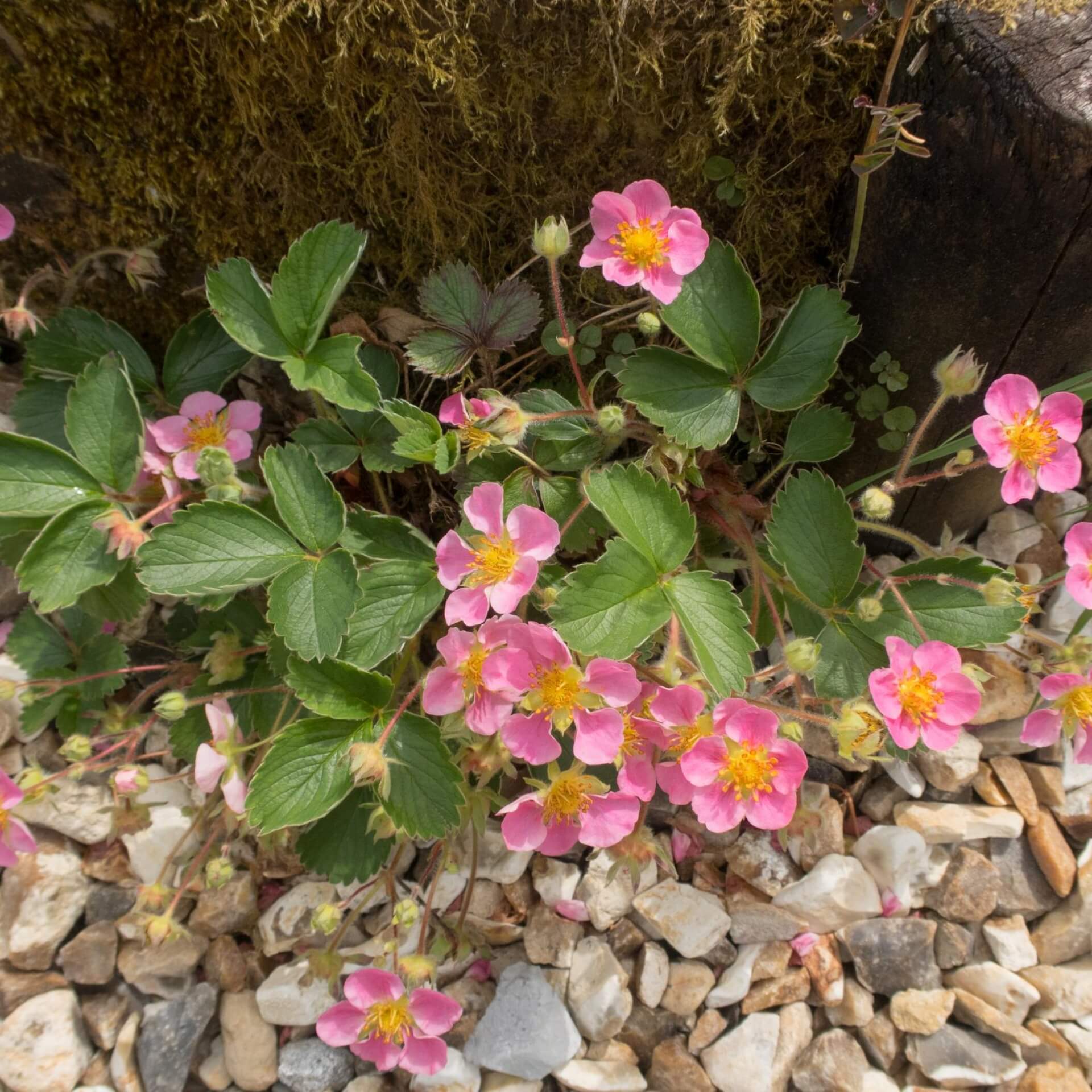 Erdbeere 'Pink Panda' (Fragaria x ananassa 'Pink Panda')