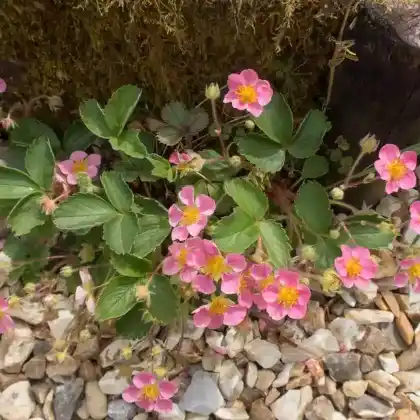 Foto von Erdbeere 'Pink Panda' (Fragaria x ananassa 'Pink Panda')