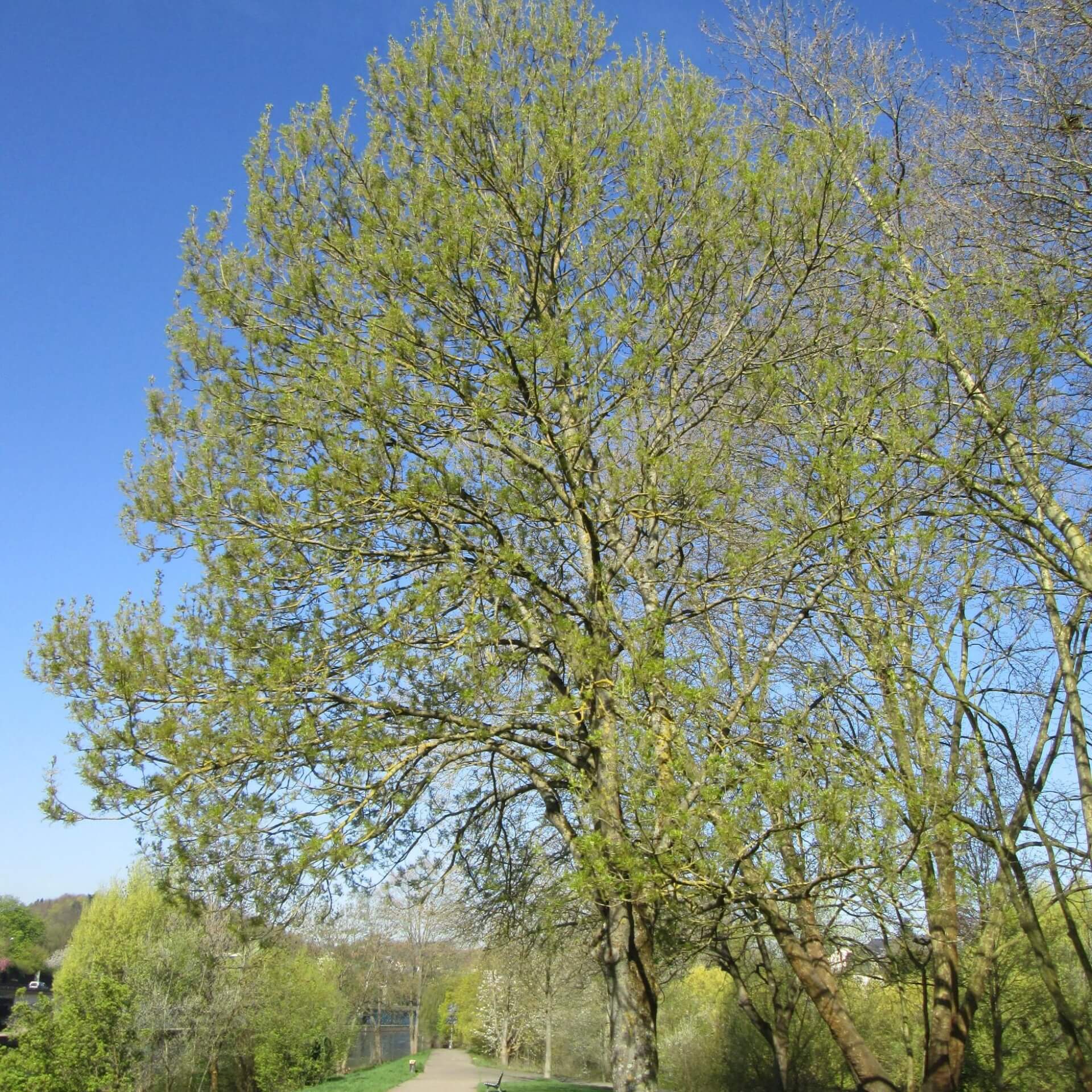 Gewöhnliche Esche (Fraxinus excelsior)