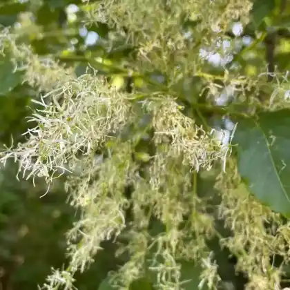Foto von Blumen-Esche (Fraxinus ornus)