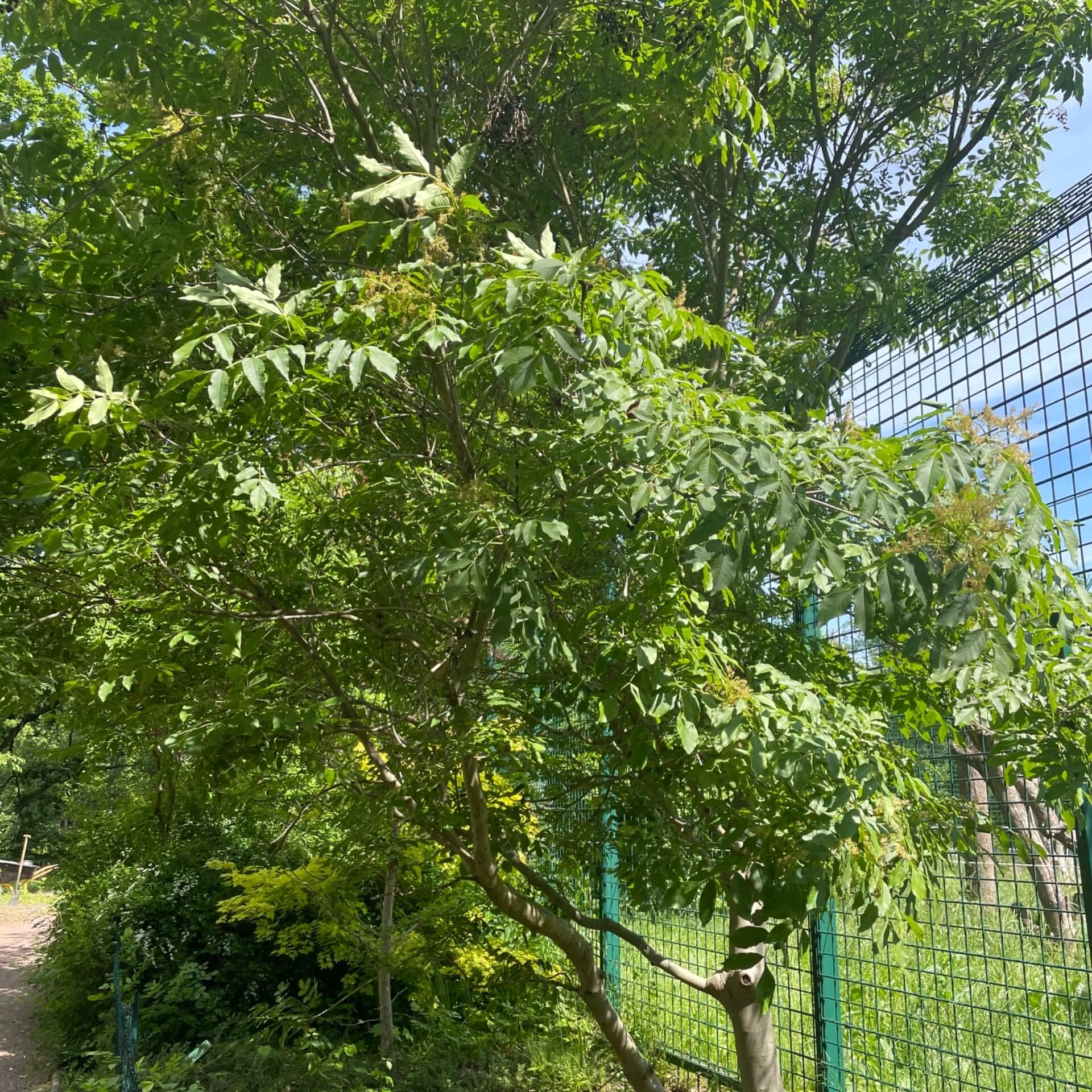 Rot-Esche (Fraxinus pennsylvanica)