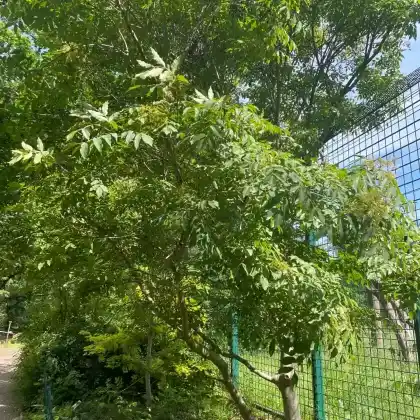Foto von Rot-Esche (Fraxinus pennsylvanica)