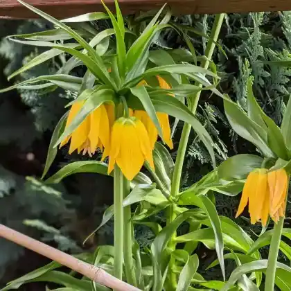 Foto von Kaiserkrone 'Maxima Lutea' (Fritillaria imperialis 'Maxima Lutea')