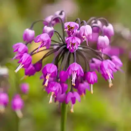 Foto von Nickender Lauch (Allium cernuum)