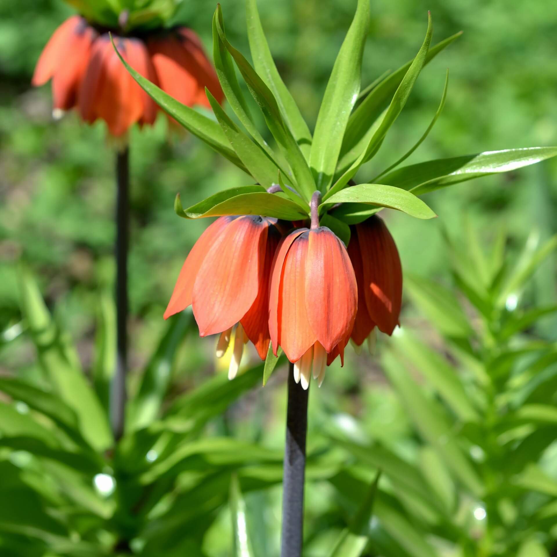 Kaiserkrone 'Rubra Maxima' (Fritillaria imperialis 'Rubra Maxima')