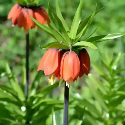 Foto von Kaiserkrone 'Rubra Maxima' (Fritillaria imperialis 'Rubra Maxima')
