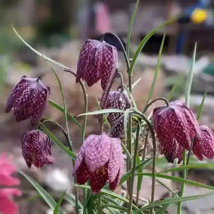 Foto von Schachbrettblume (Fritillaria meleagris)