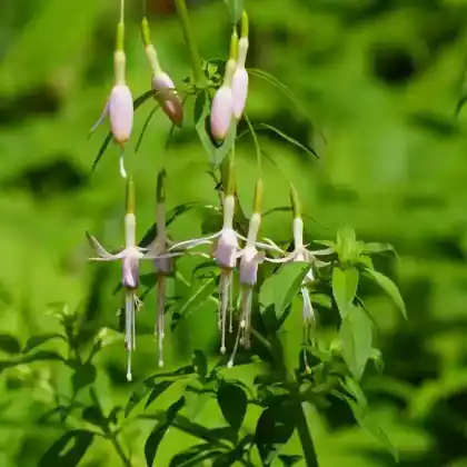 Foto von Scharlach-Fuchsie 'Alba' (Fuchsia magellanica 'Alba')