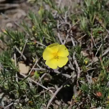Foto von Gewöhnliches Nadelröschen (Fumana procumbens)